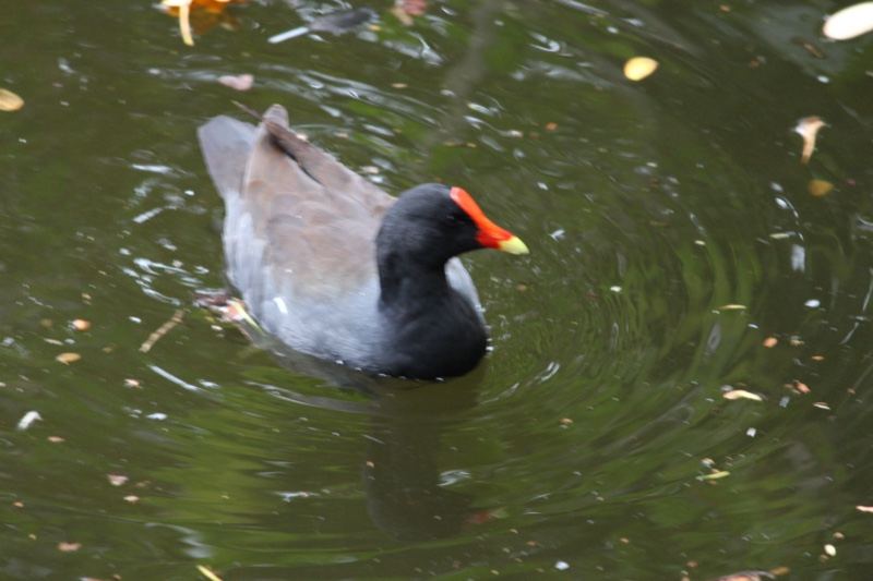 Common Moorhen Swimming in Pond