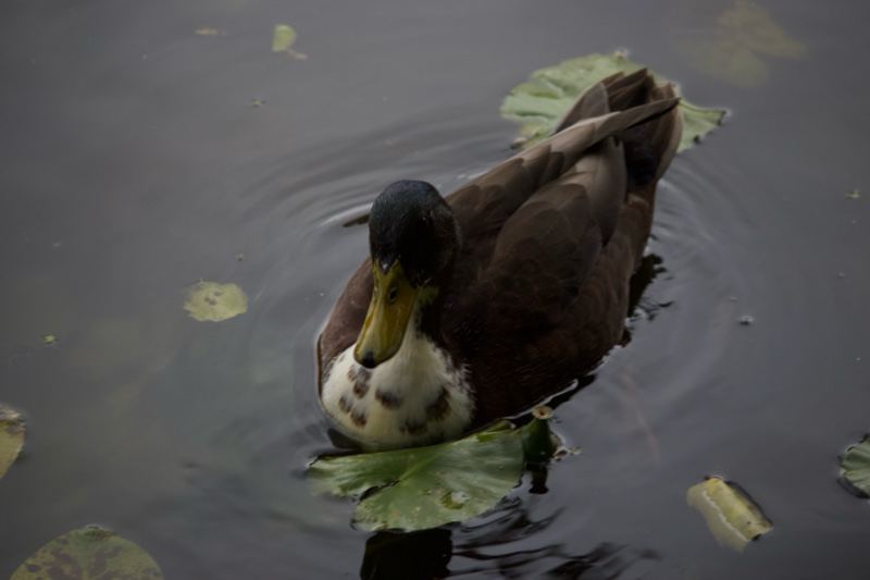 Duck Swimming on Pond with Leaves