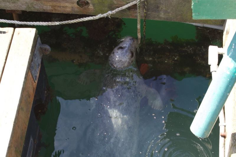 Harbor Seal Surfacing Under Dock