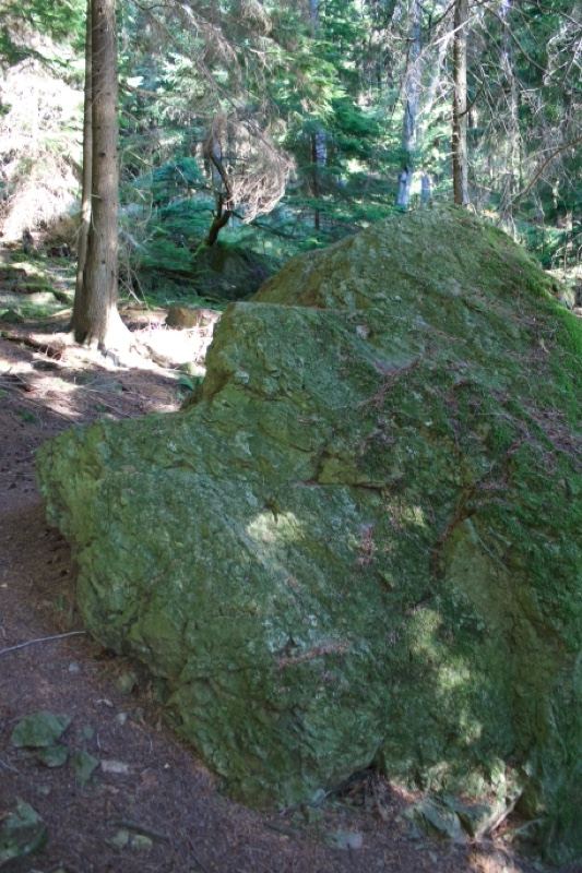 Moss Covered Boulder in Forest