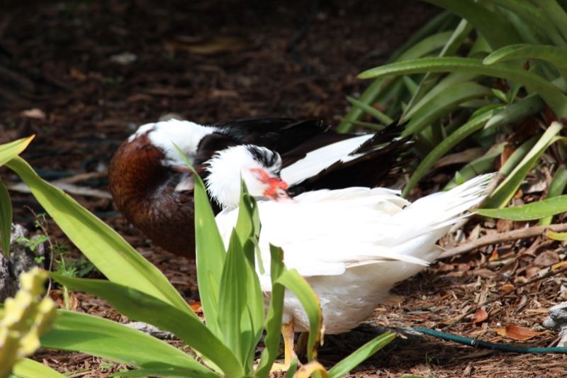 White and Brown Ducks Among Green Plants