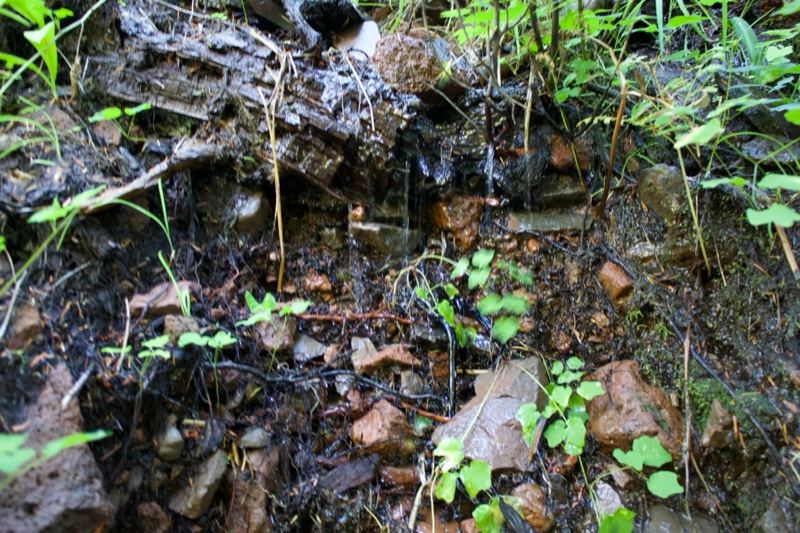 Forest Spring Seepage Among Rocks