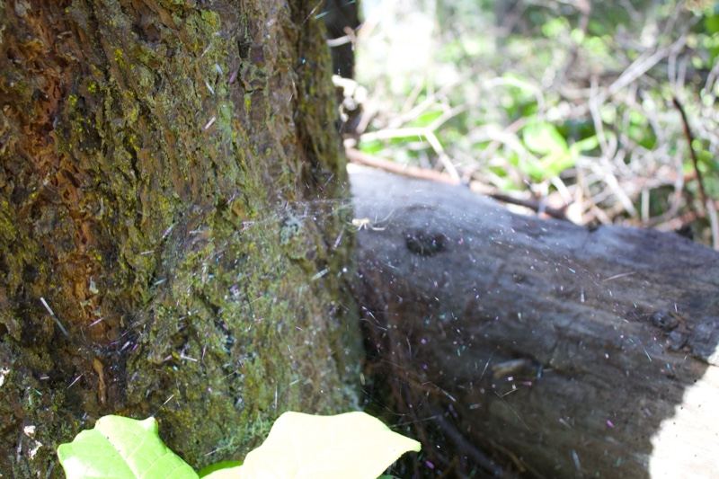 Mossy Tree Trunk With Spider Web