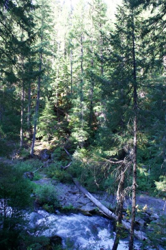 Mountain Stream Through Conifer Forest