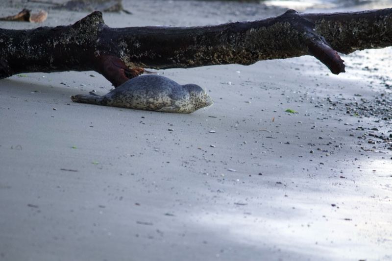 Sea Turtle Resting on Sandy Beach