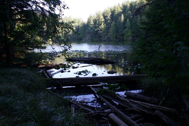 Forest Lake Through Dense Trees