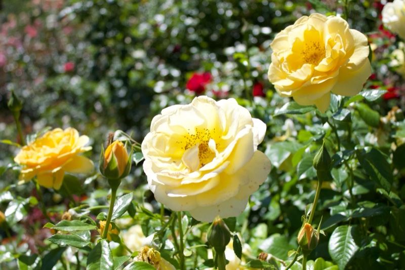 Yellow Roses Blooming in Garden