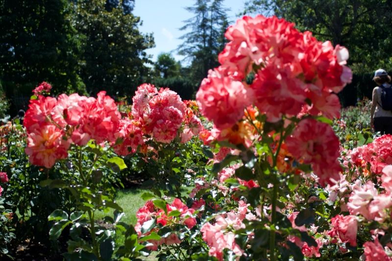 Vibrant Pink Roses in Garden