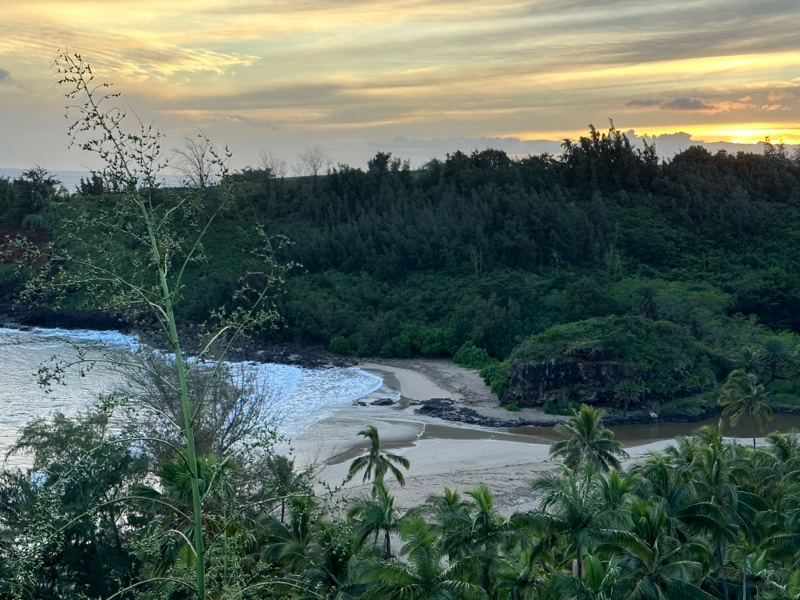 Tropical Coastal Sunset Over Lush Forest