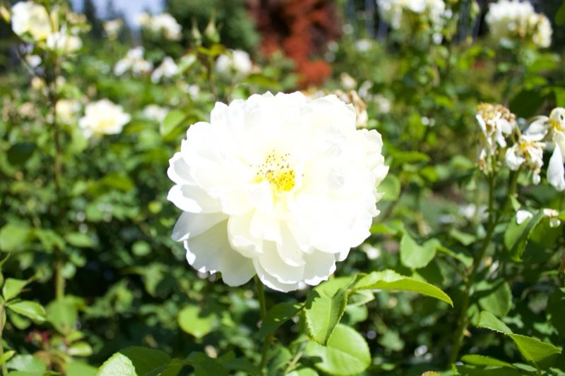 White Rose Bloom in Garden