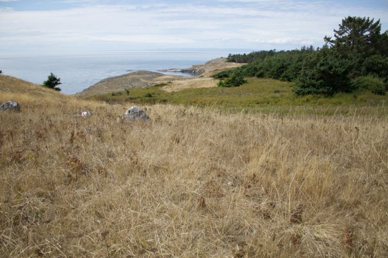 Dry Grassland Overlooking Coastal Ocean