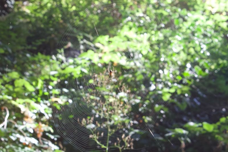 Spider Web Among Green Foliage