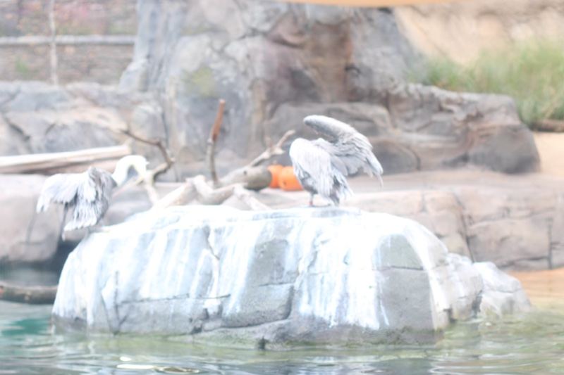 Pelicans Perched on Rock in Water