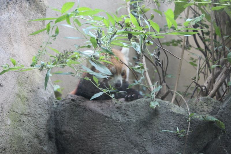 Red Panda Peeking From Rock
