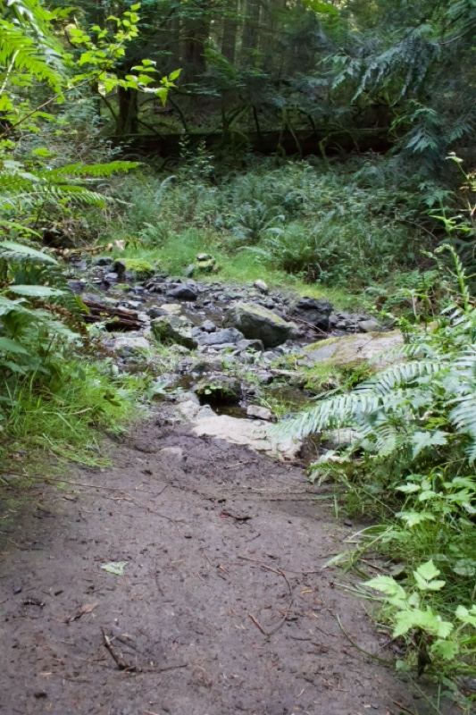 Forest Trail Leading to Rocky Stream