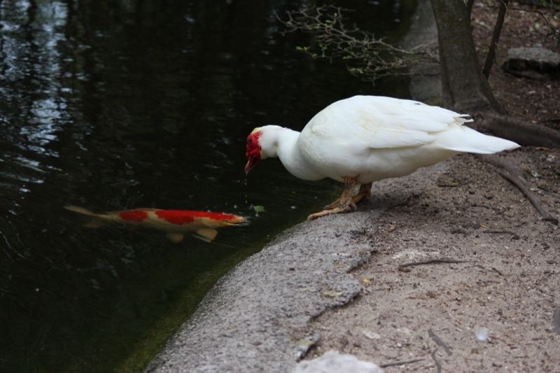 White Duck Observing Koi in Pond