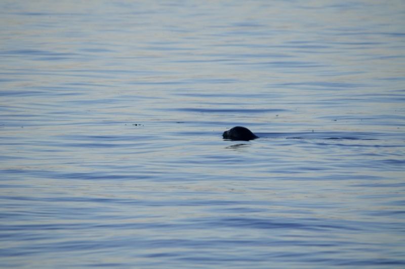 Seal Surfacing on Calm Water