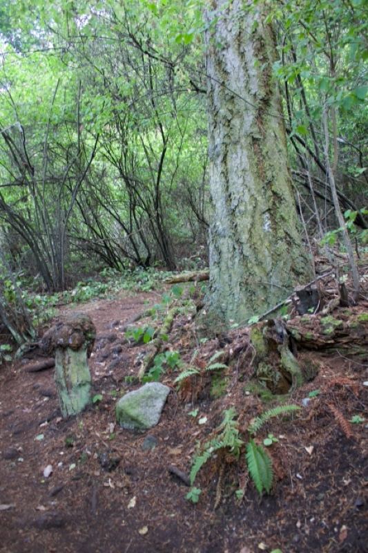 Forest Trail With Large Tree Trunk