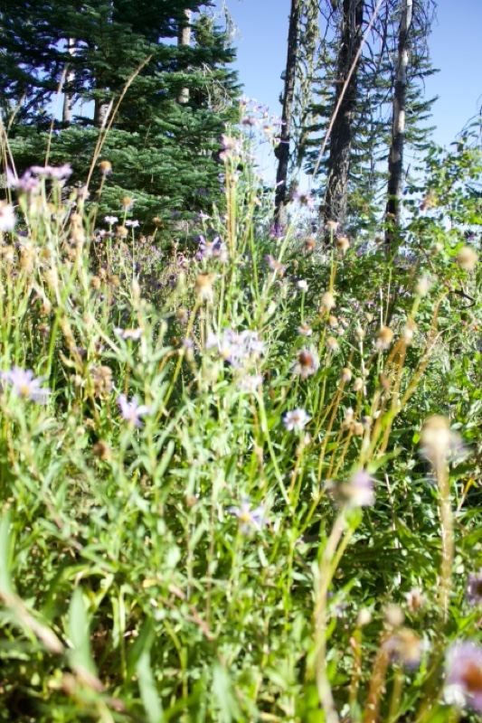 Wildflowers in Mountain Meadow