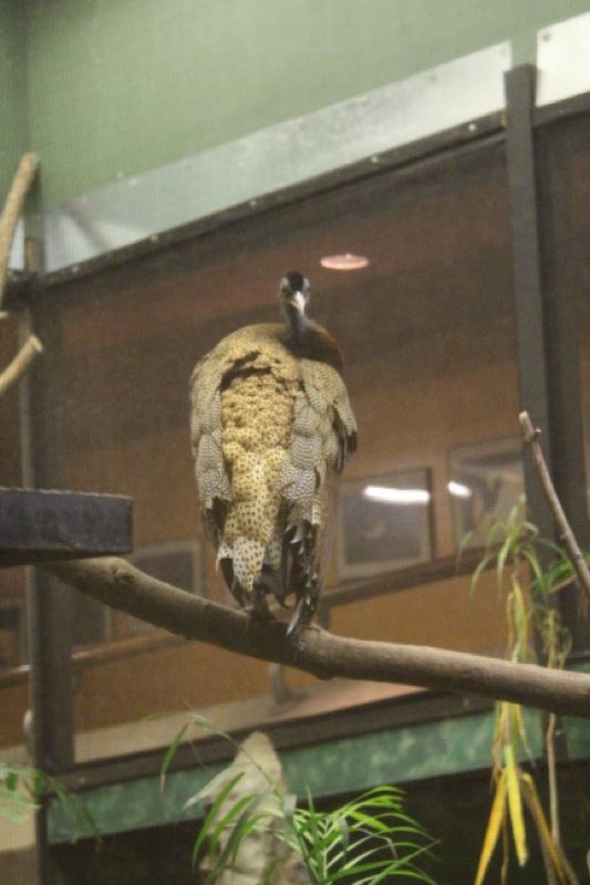 Peafowl Perched on Branch Indoors
