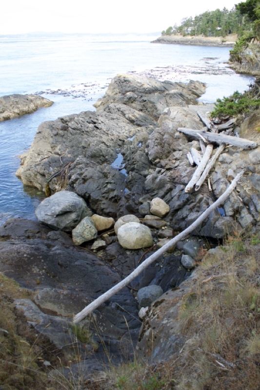 Rocky Coastal Shoreline With Driftwood