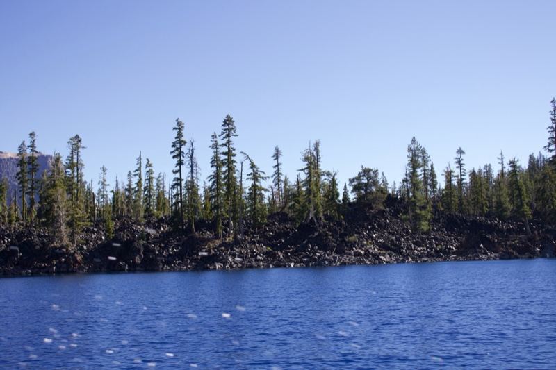 Lake Shore with Pine Forest