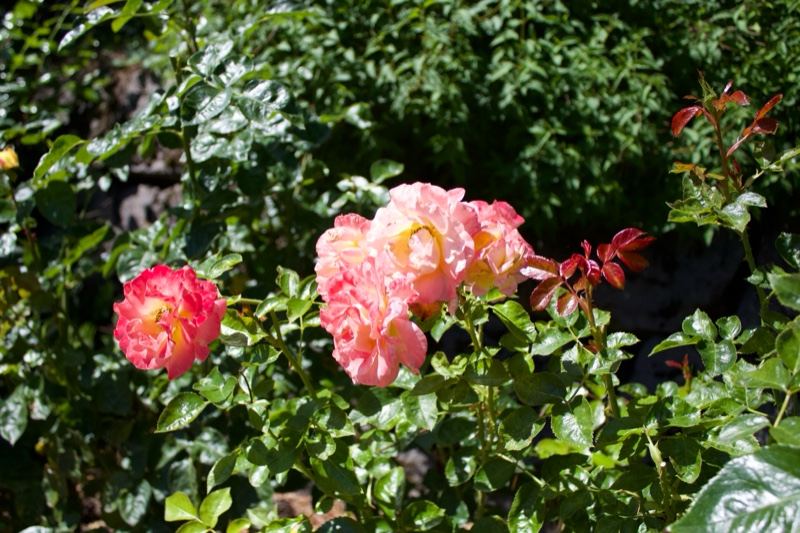 Pink Peach Roses in Sunlit Garden