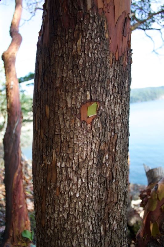 Pacific Madrone Tree Trunk Bark Close-up