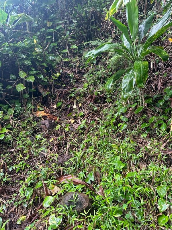 Lush green hillside vegetation