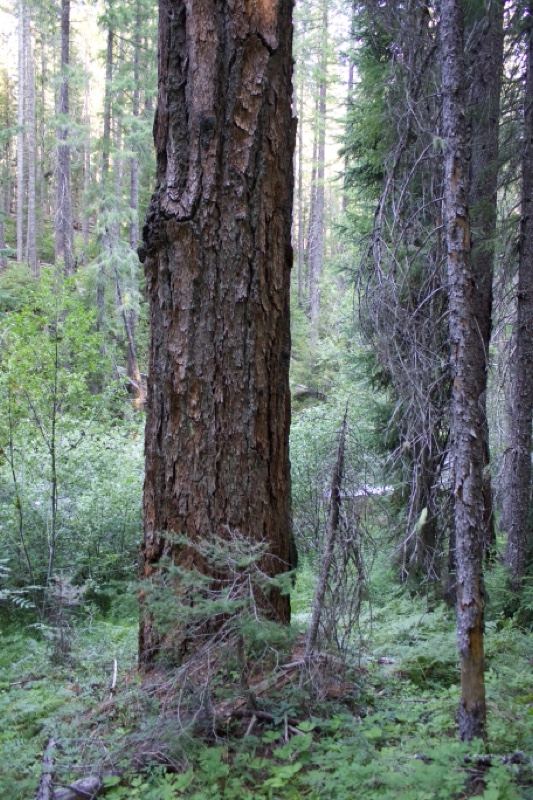 Tall Conifer Trunk in Dense Forest