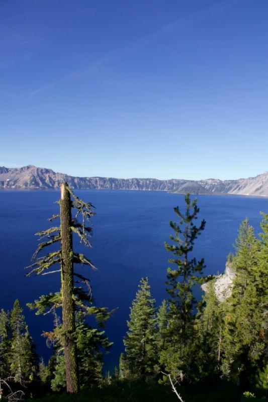Crater Lake Vista with Pine Trees