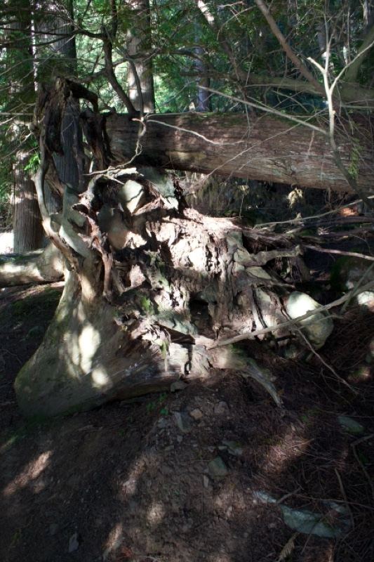 Exposed Tree Roots in Sunlit Forest