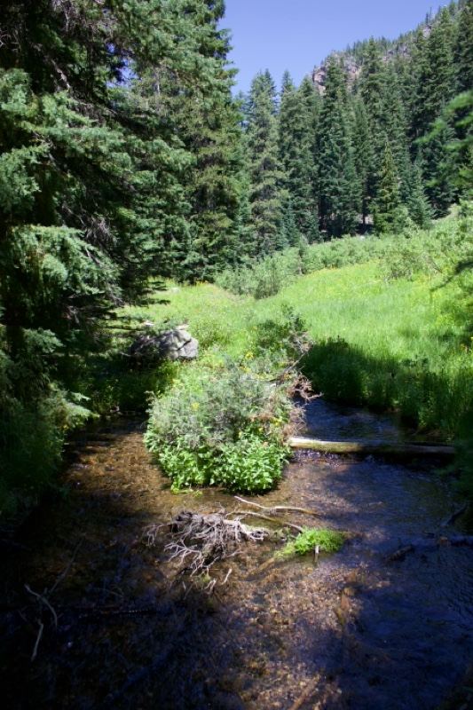 Mountain Stream Through Conifer Forest
