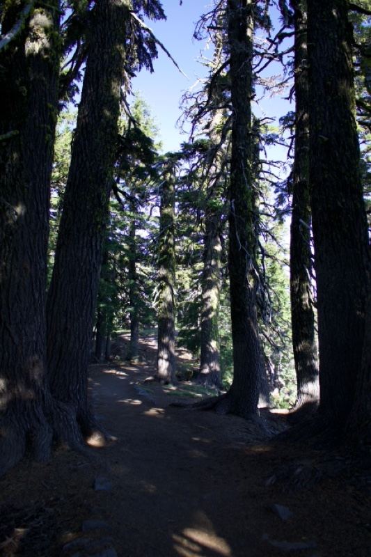 Forest Trail Through Tall Conifers