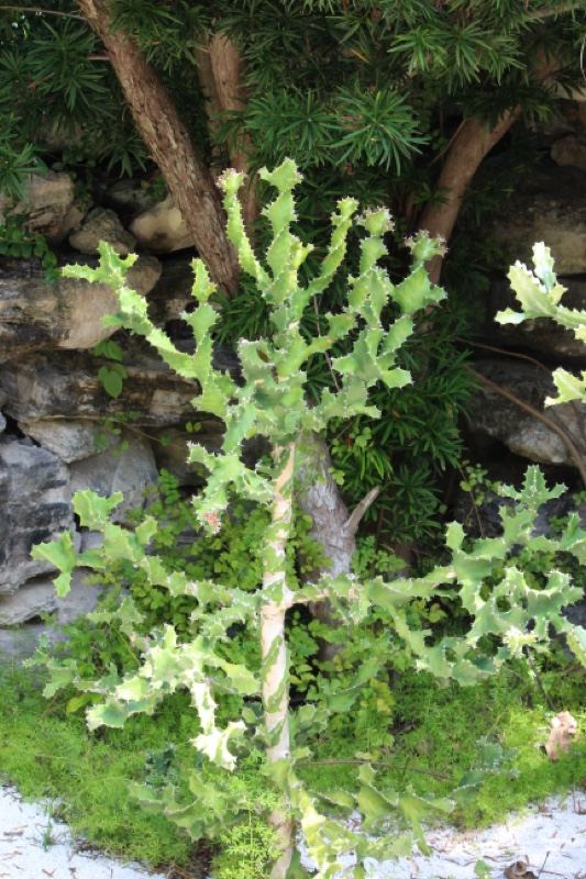 Light green bonsai plant among rocks