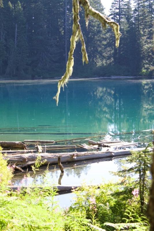 Turquoise Alpine Lake Through Forest