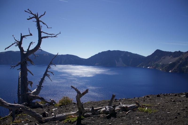 Dead Tree Overlooking Crater Lake