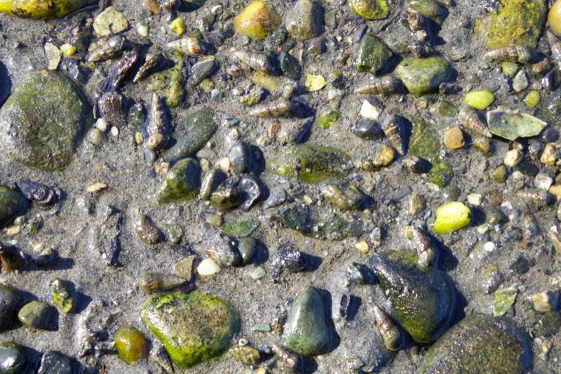 Green Algae Covered Pebbles on Shore