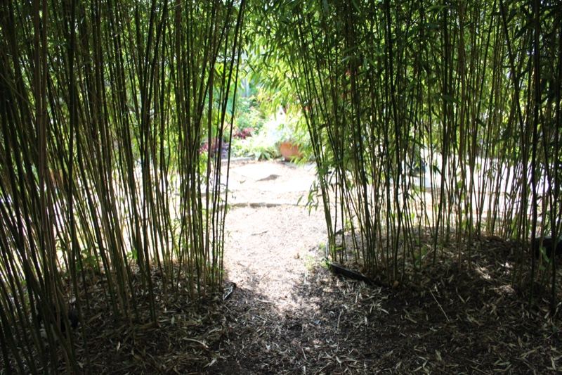 Path Through Bamboo Grove