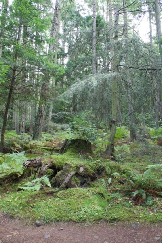 Mossy Forest Under Tall Trees
