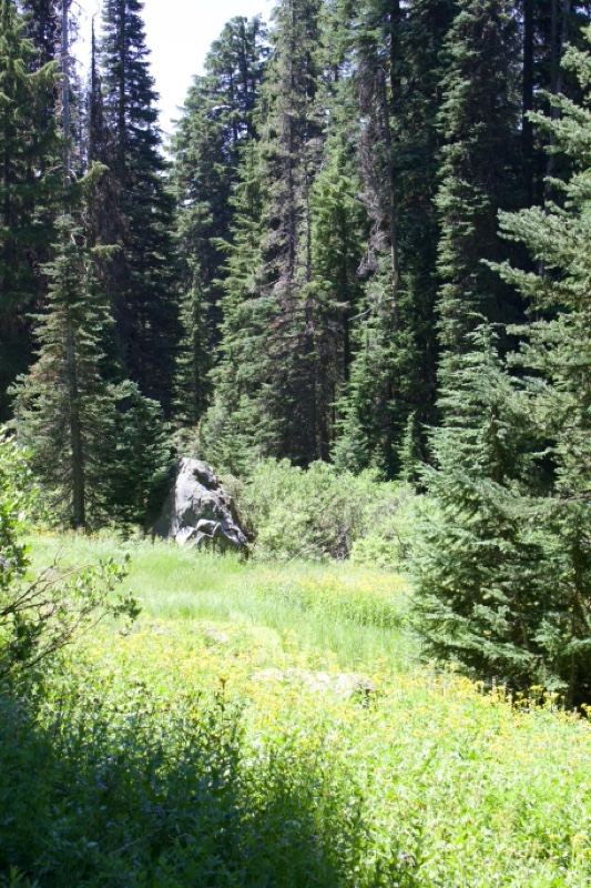 Sunlit Forest Meadow With Rock