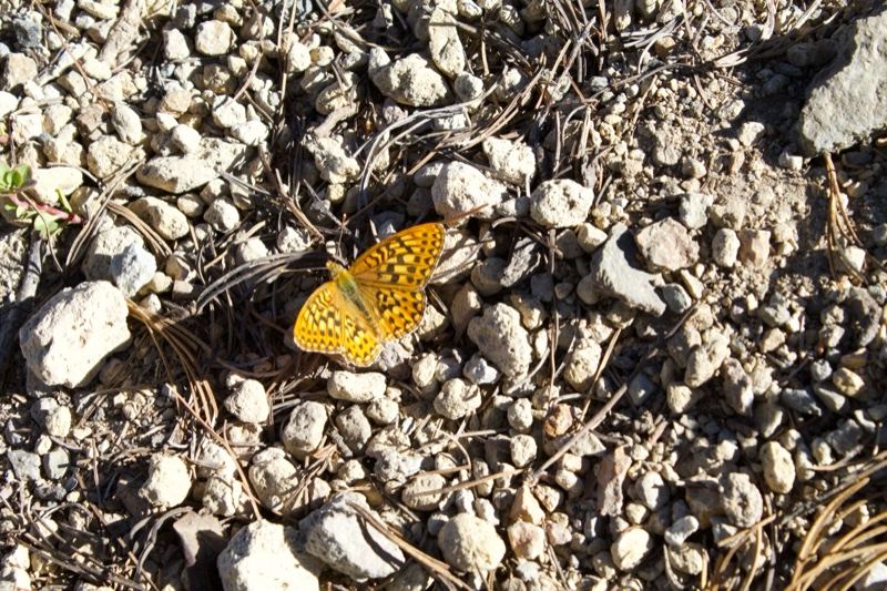 Orange Butterfly on Rocky Dry Ground