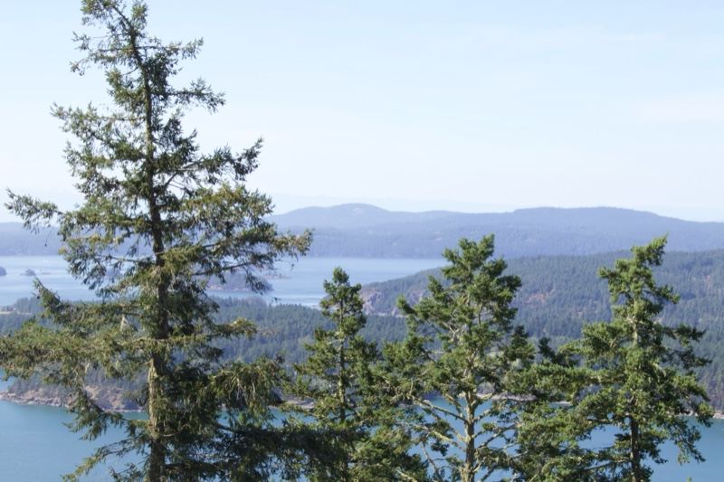Coastal Mountain View Through Pine Trees