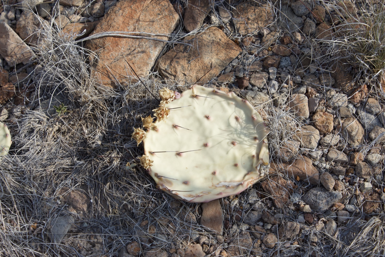 Fallen Prickly Pear Pad on Desert Ground