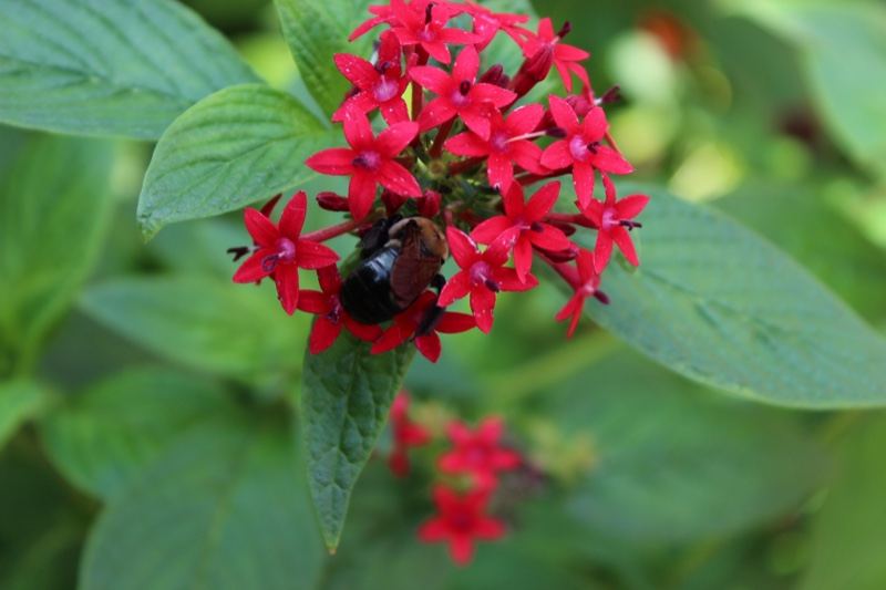 Red Pentas Flowers with Bee