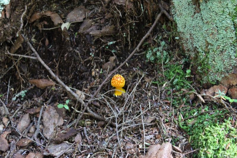 Orange Mushroom on Forest Floor