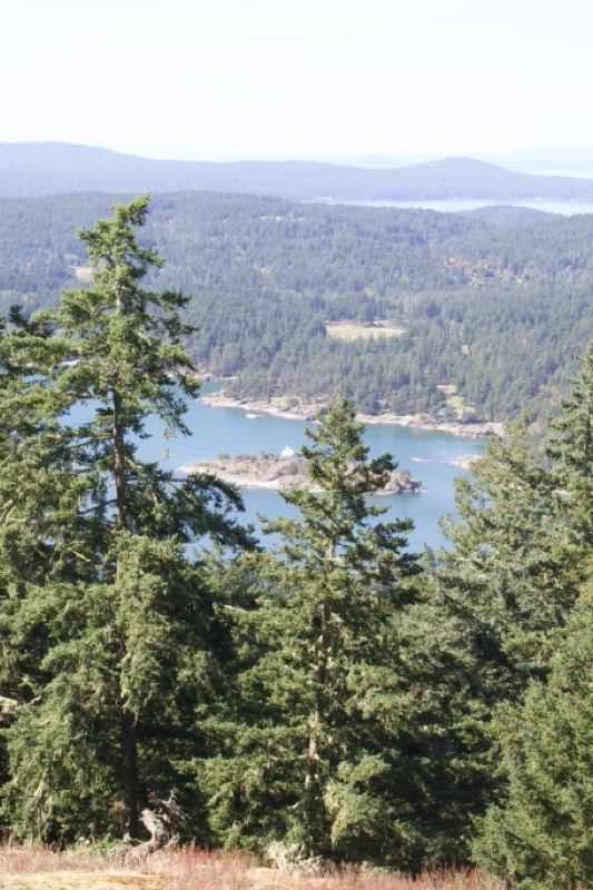 Forested Coastline Overlooking Bay