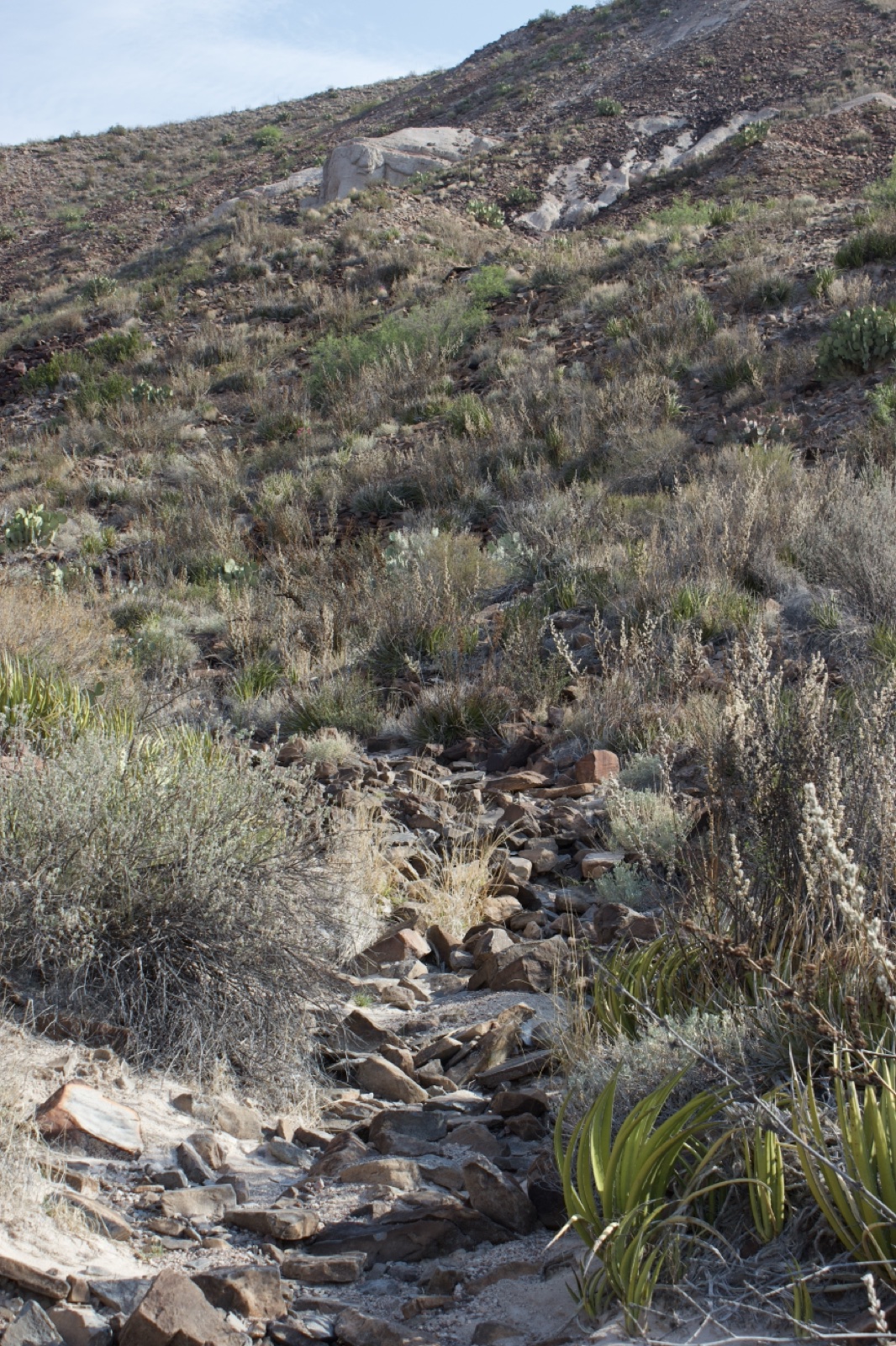 Arid Rocky Hillside Trail with Shrubs