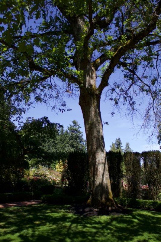 Mature Tree in Sunlit Garden