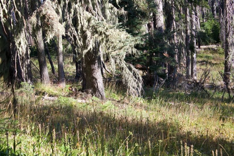 Sunlit Forest With Lichen Covered Trees